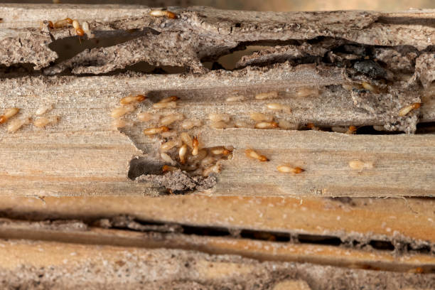 Best Affordable Pest Control Services  in Rockville, IN